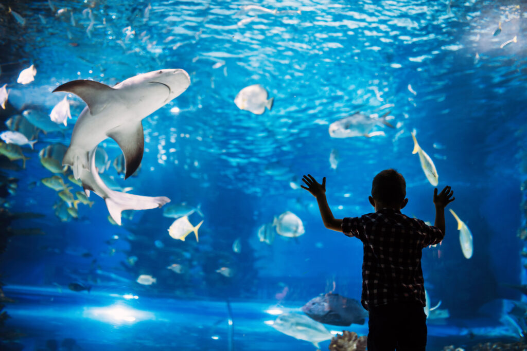 A young boy looking in aquarium tank with tropical fish.