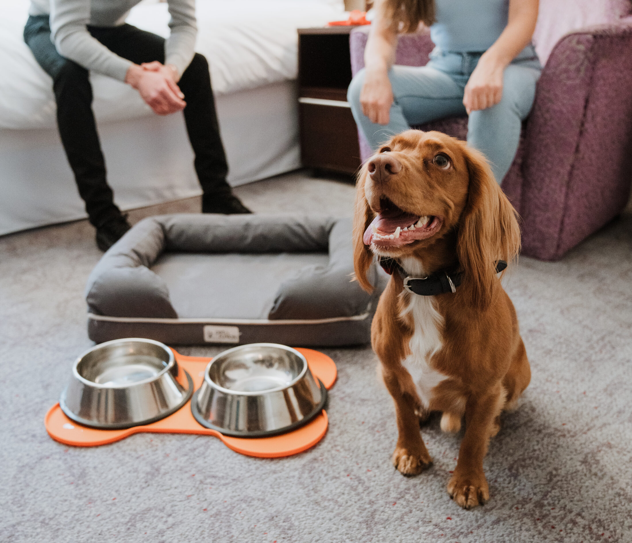 Photo of a dog and his food bowls and one of the top pet friendly hotels in Philadelphia